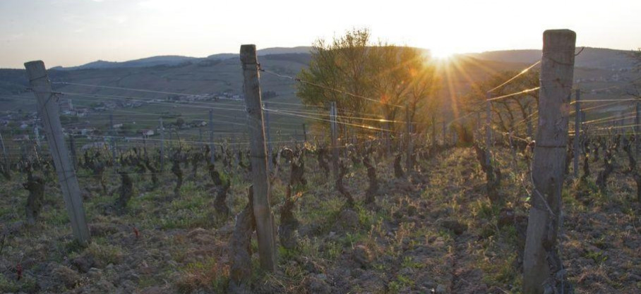 Pouilly-Loché - Au Bûcher - 100% Chardonnay - Sébastien Giroux
