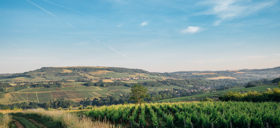 Hautes-Côtes de Beaune Blanc - Chardonnay - 100% Chardonnay - Famille Guérin