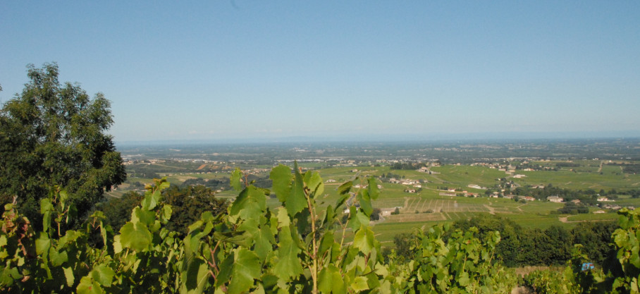 Saint-Amour - Tradition - Jacques Janin