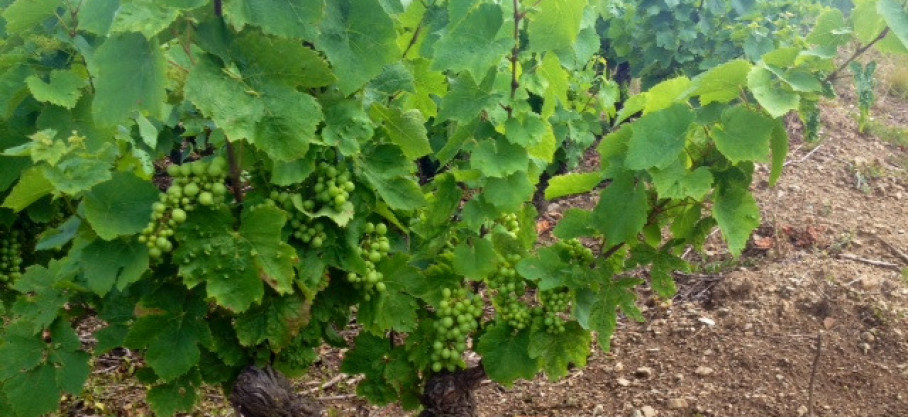 White Beaujolais  Lantignié Bio - Les Monthieux - Frédéric Sornin