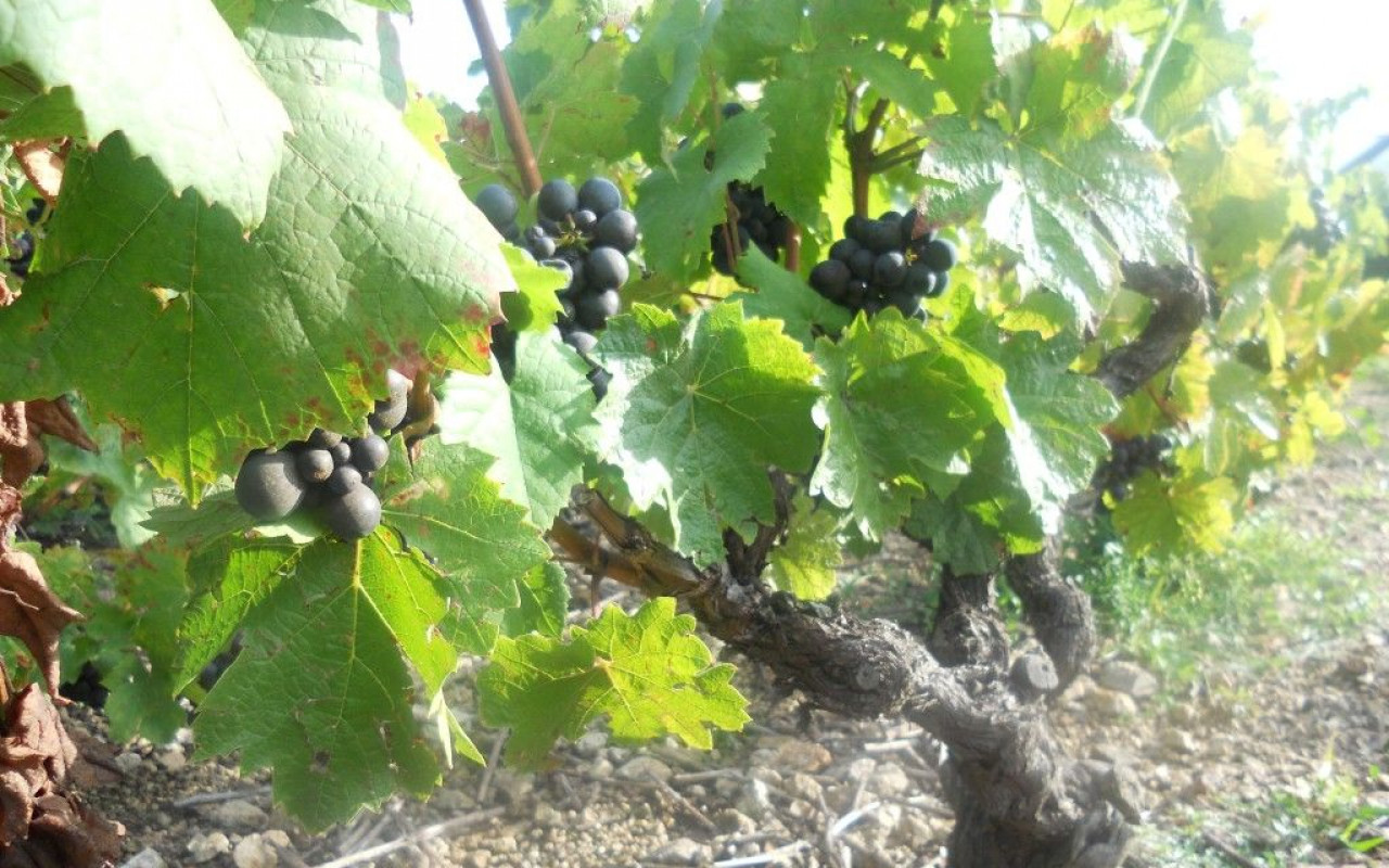 2012 : le millésime de l'énergie!