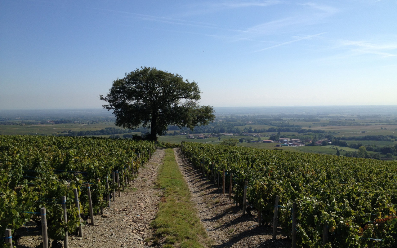 A BRONZE MEDAL FOR THE MORGON « COTE DU PY » 2014 DOMAINE LAURENT GAUTHIER 