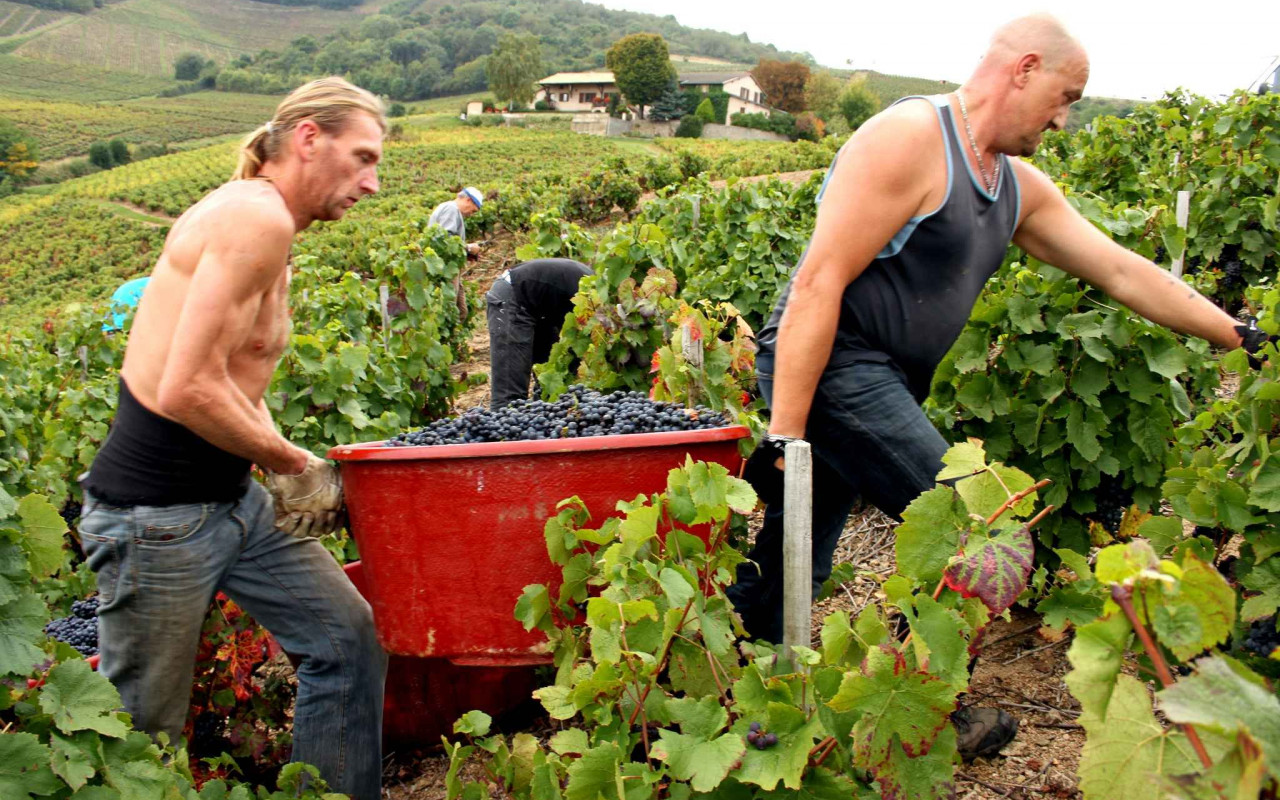 "20 Minutes" au coeur des vendanges en Beaujolais