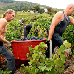 "20 Minutes" au coeur des vendanges en Beaujolais