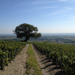 MEDAILLE DE BRONZE POUR LE "COTE DU PY" DE LAURENT GAUTHIER