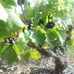 2012 : le millésime de l'énergie!