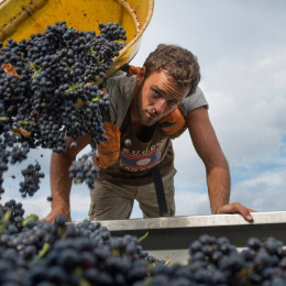 2014 en Beaujolais : imprévisible et incroyable