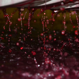 2015 : MILLESIME GRANDIOSE A VENIR EN BEAUJOLAIS et MÂCONNAIS