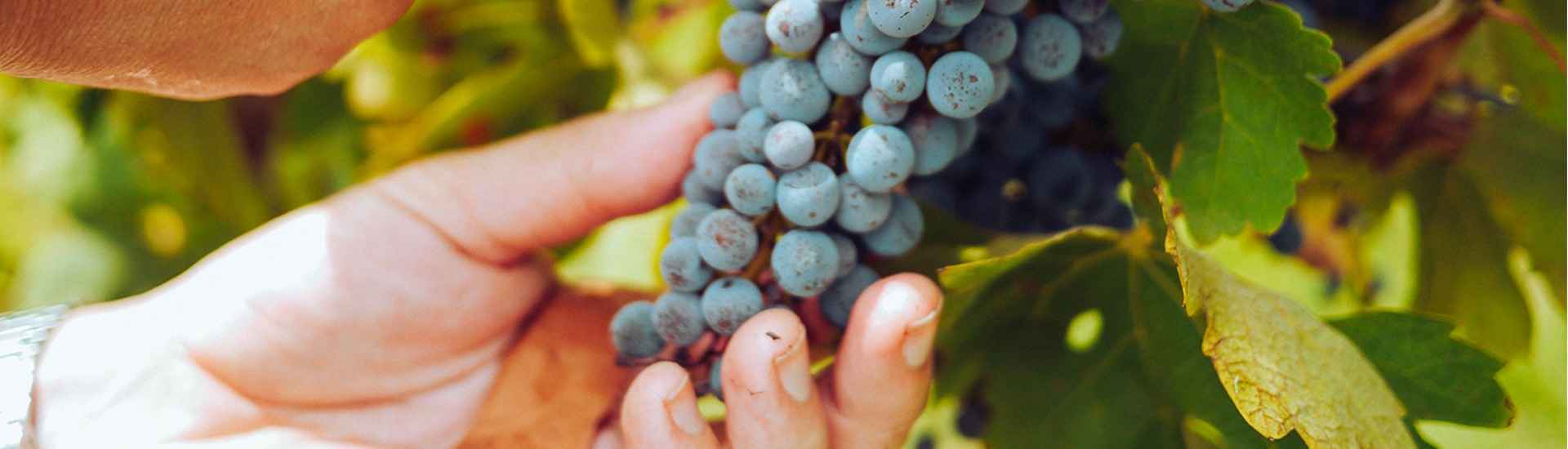 OUR WINEGROWERS, artisan of our terroirs